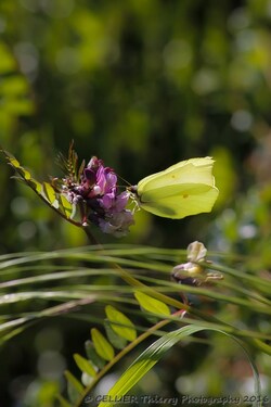 Gonepteryx rhamni -  le citron - saint jean de chevelu - Savoie
