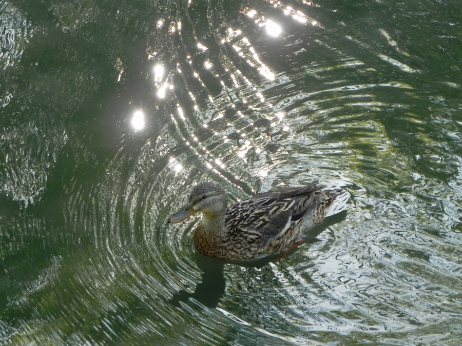 les animaux du parc à La Rochelle