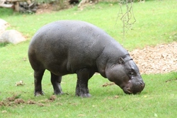 Zoo de la Flèche (1)