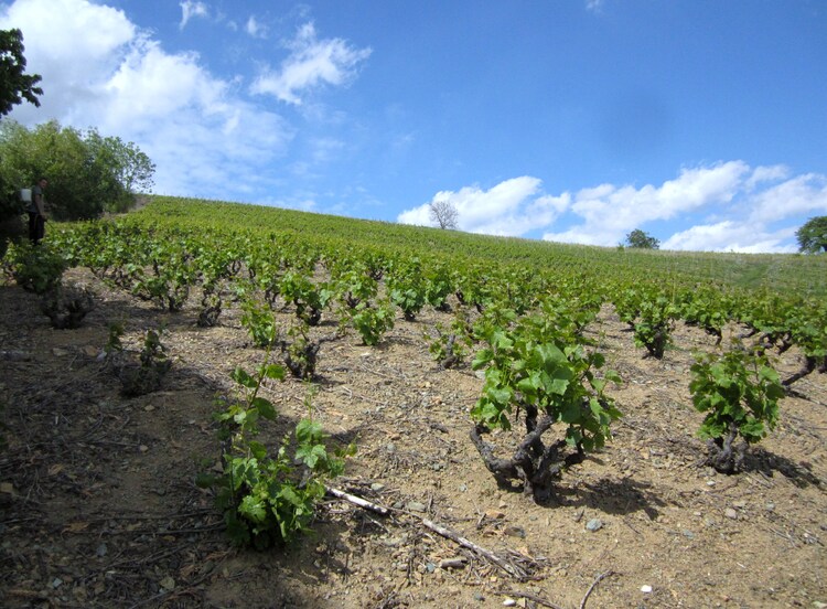 Les vignes de Quincié en Beaujolais..