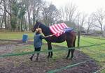 Coaching éducation pour chien et chevaux