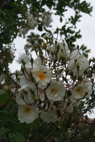 Rosier liane blanc parfumé ' Bobbie James '  