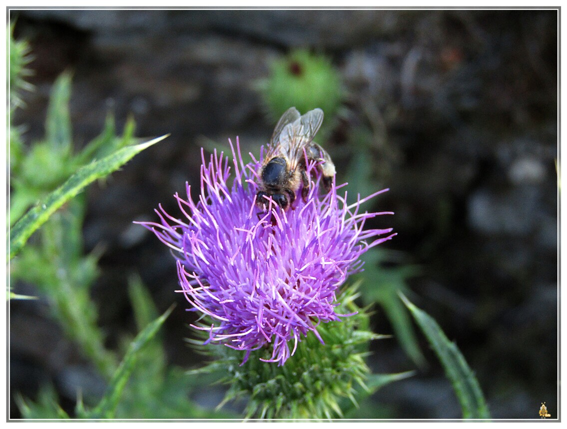 DES SAUVAGONES AU JARDIN 