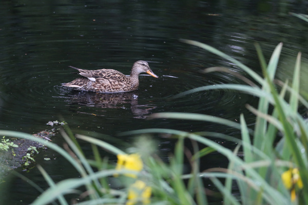 Canard chipeau - Molsbroek