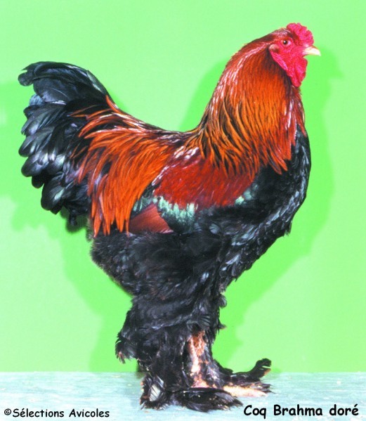 Coq-Brahma.jpg