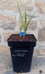 Jubutiagrus pot n°1