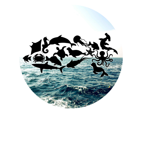 Essais de logos pour un aquarium