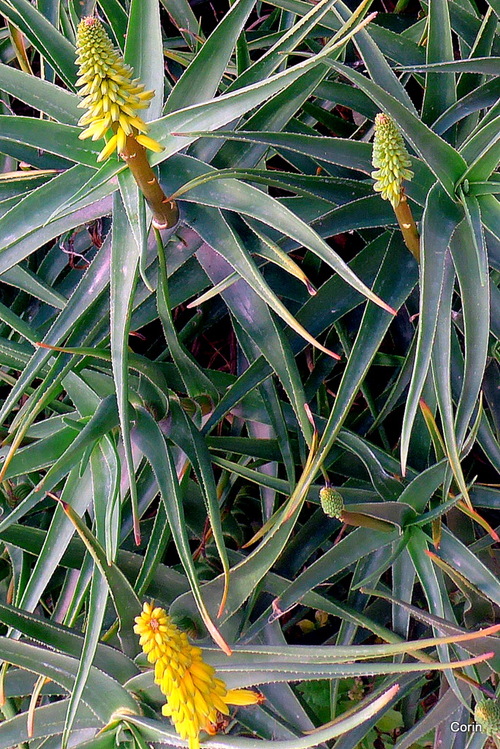 Une jolie plante aux fleurs jaunes