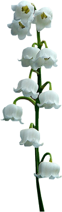 Tubes Fleurs