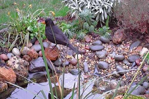 week end de comptage des oiseaux LPO