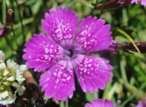 Fleurs roses