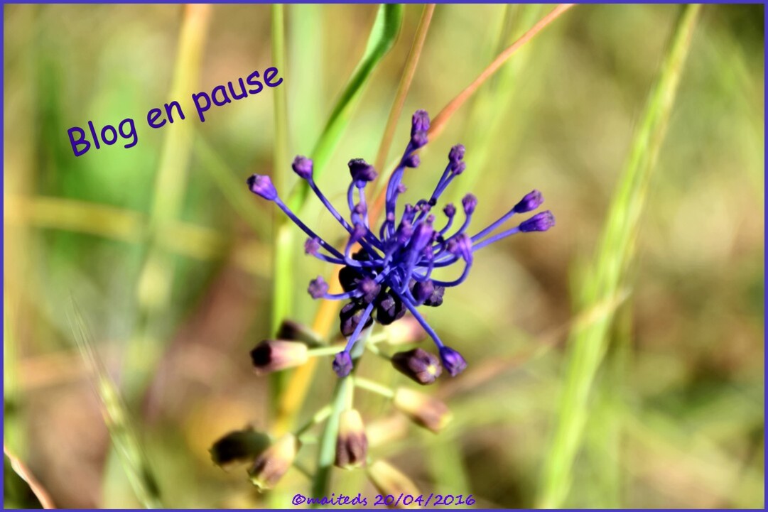 ©maite ds Blog en pause