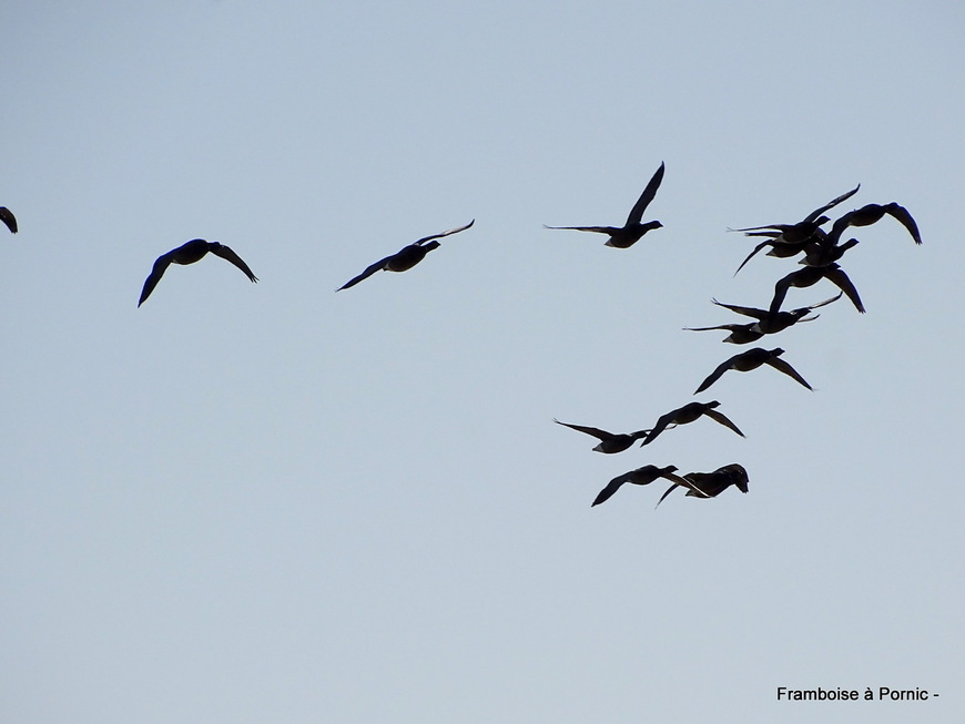Les oiseaux du Marais de Mullembourg à Noirmoutier - mars 2019