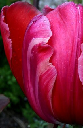 Les tulipes du jardin médiéval (1/2)