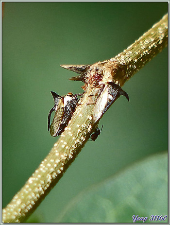 Cicadelle demi-diable - Mahé - Seychelles
