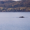 Baleine dans le lac St Jean