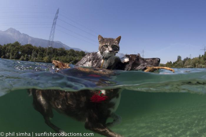 La baignade du chat, attraction à la gouille d'Ollon