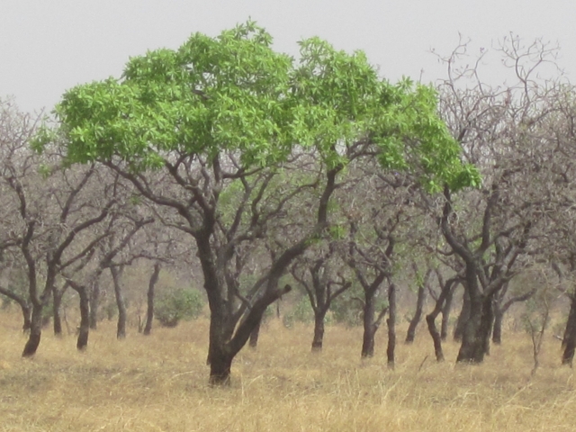 Bénin Parc de la Pendjari