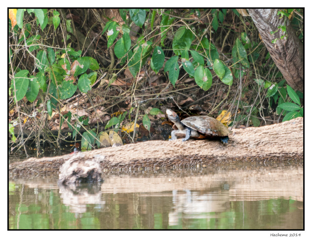 Tortue