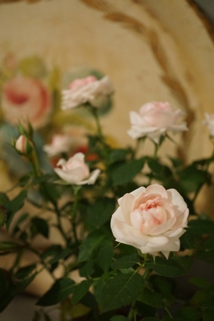 roses miniatures