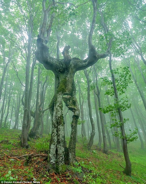 Deyan Kossev et ses arbres humains