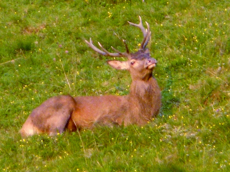 Faune des Pyrénées (Images de mon ancien blog, année 2008)