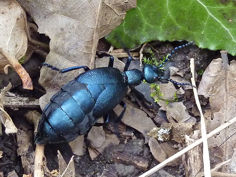 Une grosse fourmi bleue - Notre vie sans école