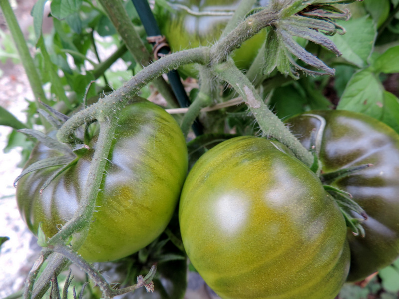 Les  tomates de mon micro-potager en 2014...