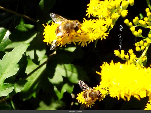 Bourdon et couple d'Abeilles