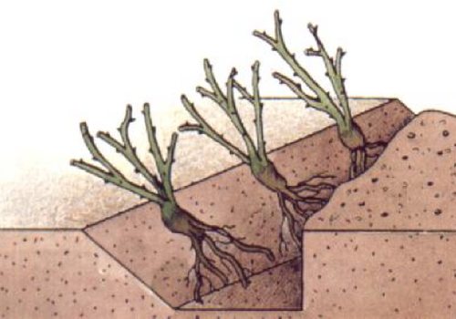 Mise en jauge/heeling into the soil