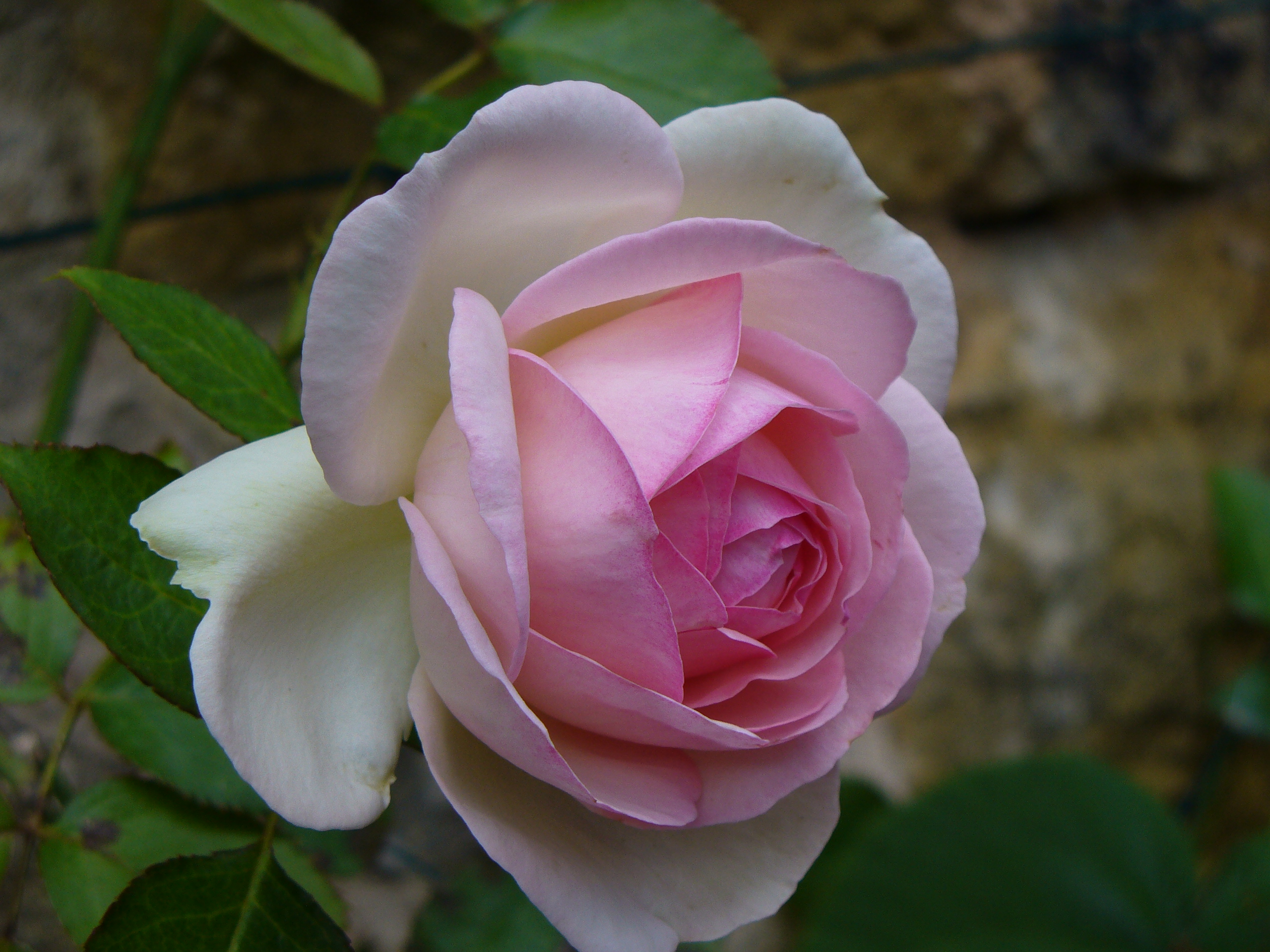 les plus beaux rosiers parfumés