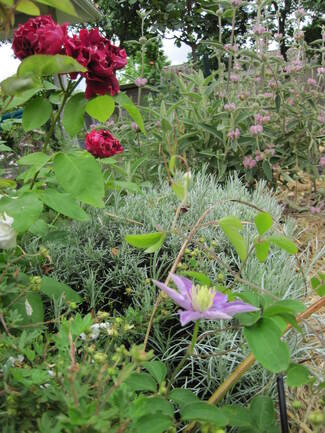 Le jardin en juin.