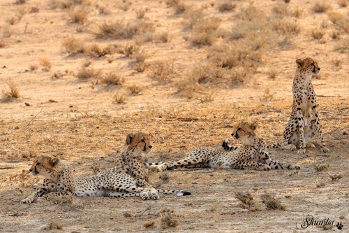 Spotted family, Kgalagadi NP