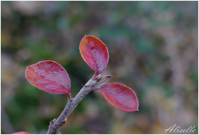 Couleurs d'hiver...