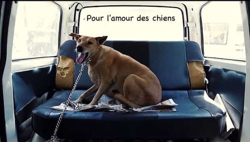 (-*♥*-)  Cet Homme Économise Pendant 10 ans Pour Acheter une Ambulance et Ainsi Sauver les Chiens Abandonnés  