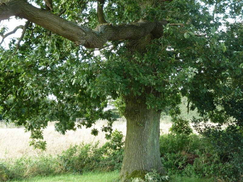 Le vieux chêne