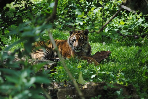 Le tigre de Sumatra.