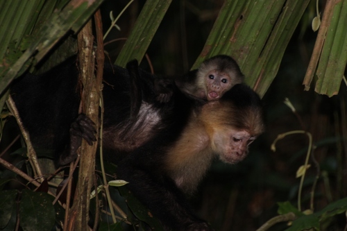 Les singes capucins et les atèles à Tortuguero