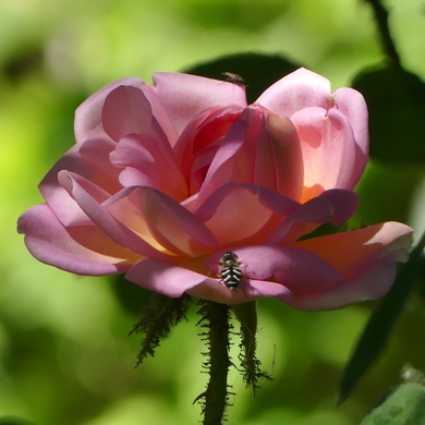 Des Journées de la Rose aux journées de mes roses : 'Robert-Léopold'...