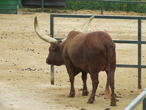 Zoo de Beauval (7).