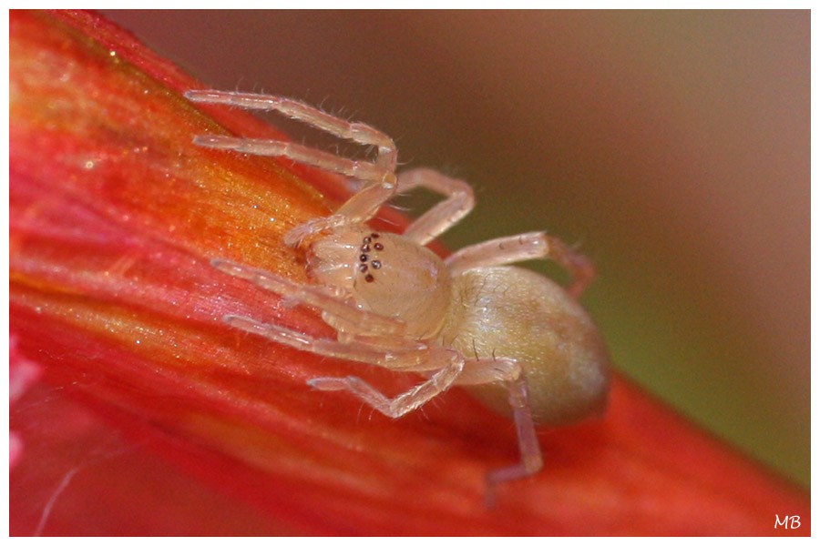 Arachnides-03-4270a.jpg