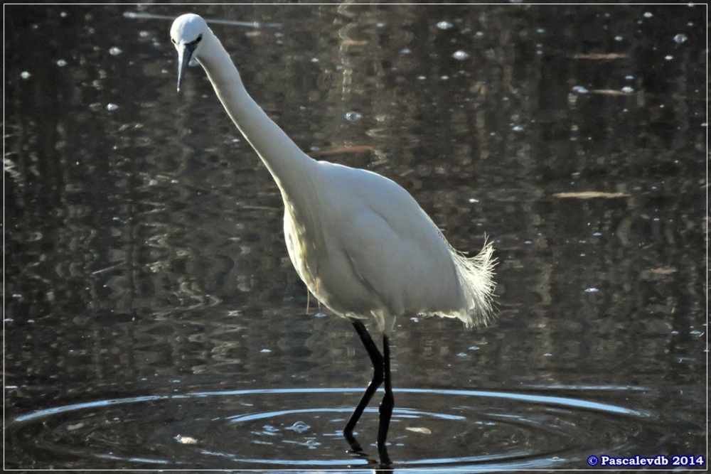 Décembre chez les oiseaux du Teich - 2/9