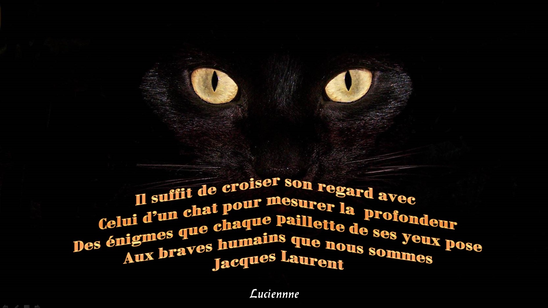 RÃ©sultat de recherche d'images pour "citations avec des chats"