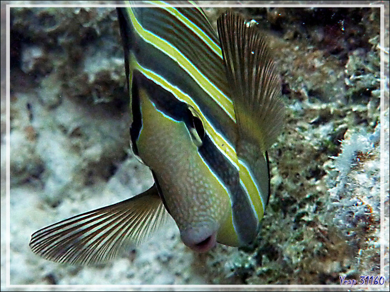 Poisson chirurgien voilier, Sailfin tang (Zebrasoma velifer) - Pearl Havaiki - Atoll de Fakarava - Tuamotu - Polynésie française