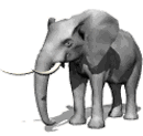 gif-elephants-018