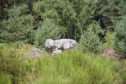 La forêt de Franchard site superbe en Forêt de Fontainebleau