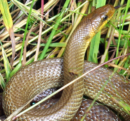 La couleuvre d'Esculape, Zamenis longissimus