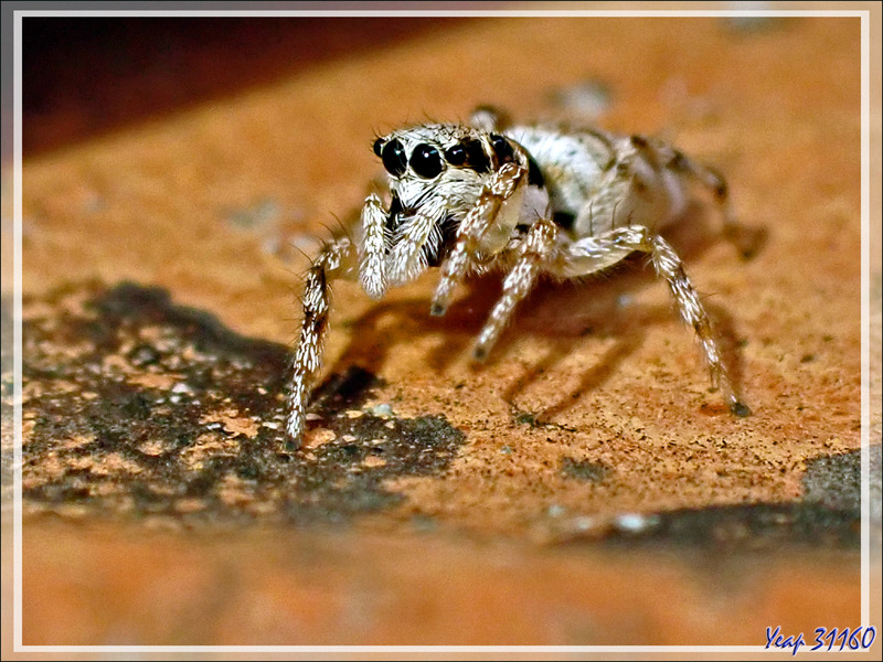 Une Araignée à faire peur si elle n'était aussi petite (disons 5 mm de long !) - Femelle Saltique arlequin ou chevronnée (Salticus scenicus) - La Couarde-sur-Mer - Ile de Ré - 17