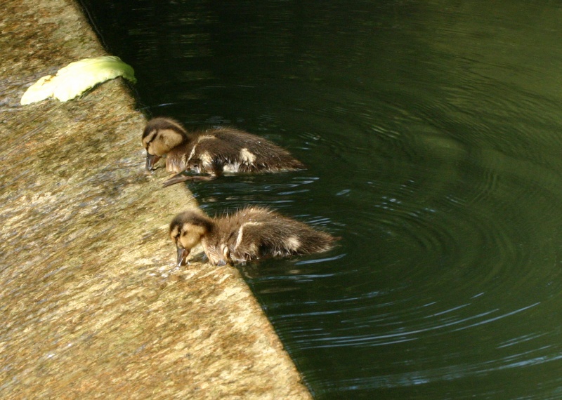 Natation synchronisée: en duo