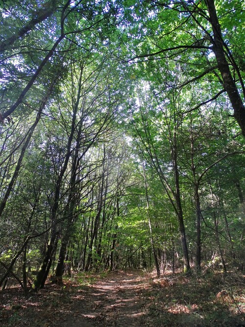 Depuis l'Etang de la Frêt - Marcher dans la forêt (suite 1)